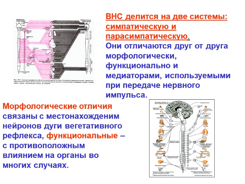 ВНС делится на две системы: симпатическую и парасимпатическую. Они отличаются друг от друга морфологически, ВНС делится на две системы: симпатическую и парасимпатическую. Они отличаются друг от друга морфологически,